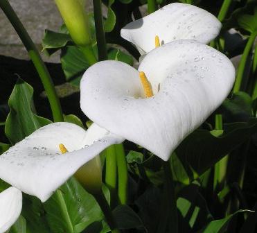 Tips för blomsterodlare: Hur man bryr sig om en calla hemma