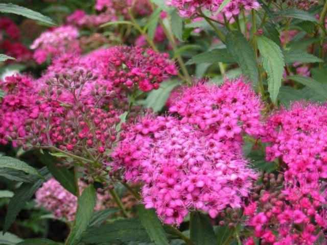 Spirea Bumalda - en spektakulär buske