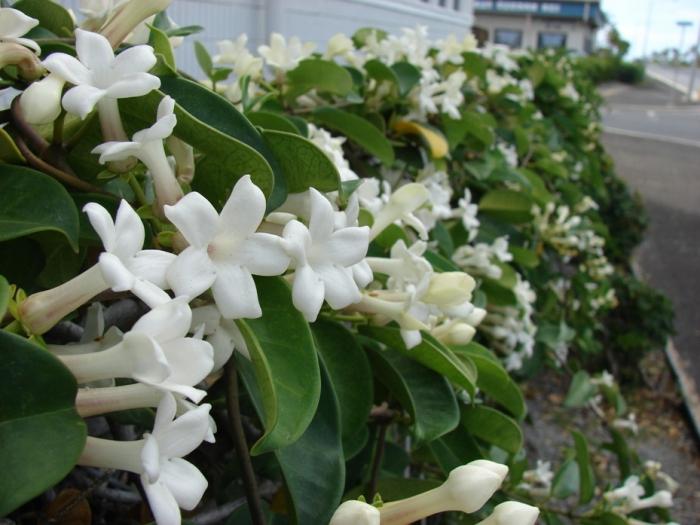 Stefanotis: vård hemma för Madagaskar jasmin