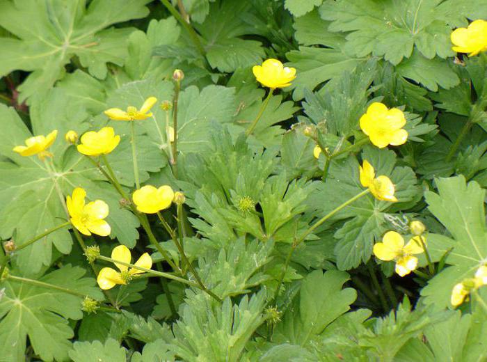 buttercups trädgård bilder