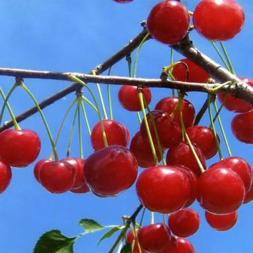 Cherry Dessert Morozova: en beskrivning av sorten, foto