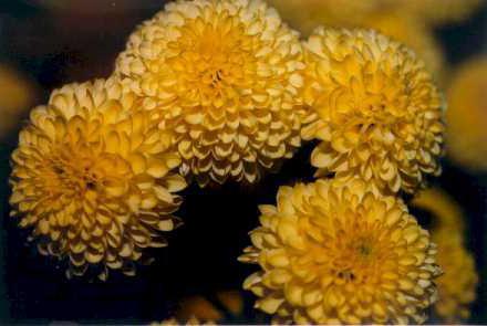 Gul Chrysanthemum - Drottning av Höst