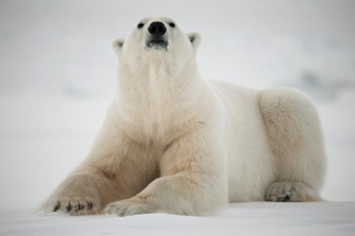 Vilka isbjörnar drömmer om: lusten efter rivalitet