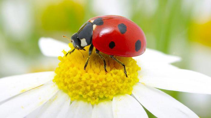 dreamboy ladybird