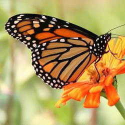 drömbok vad drömmer insekter om