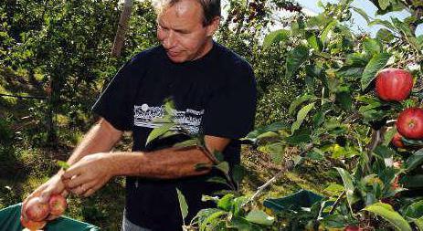 äpple räddade traditioner och historia