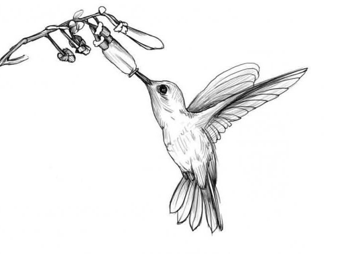 Hur man ritar en kolibri enkelt och snabbt
