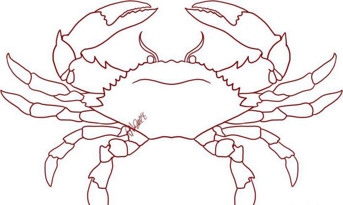 Hur man ritar en krabba - detaljerade instruktioner