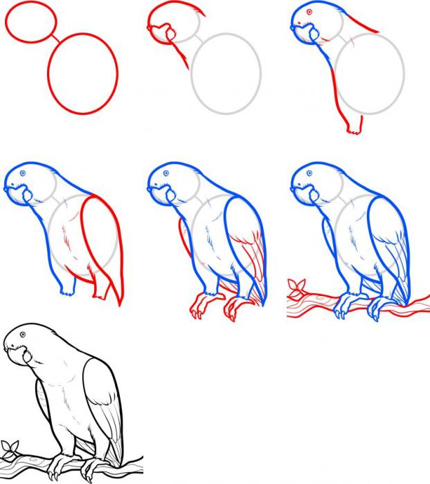 hur man ritar en papegoja cache