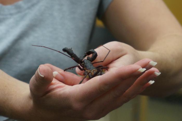 Entomolog - ett yrke i samband med studien av insekter. Hur relevant är det?