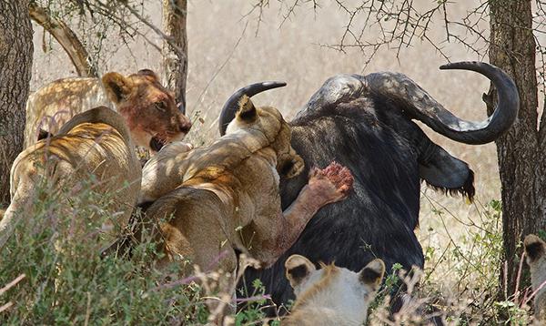 Afrikanska lejon: beskrivning och foto