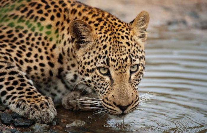 Afrikansk leopard: livsmiljö, vanor, beskrivning, djurets natur