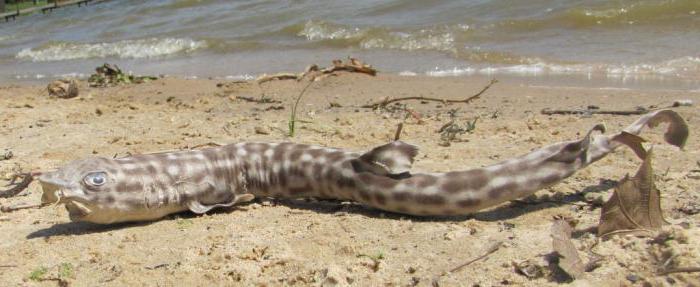 Shark cat: beskrivning, färg, foto