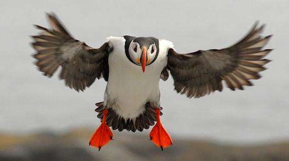 Atlantic Puffin Size