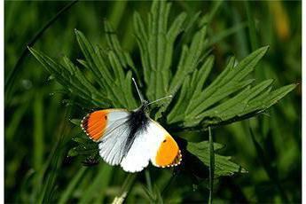 Butterfly fjäril: foto och beskrivning