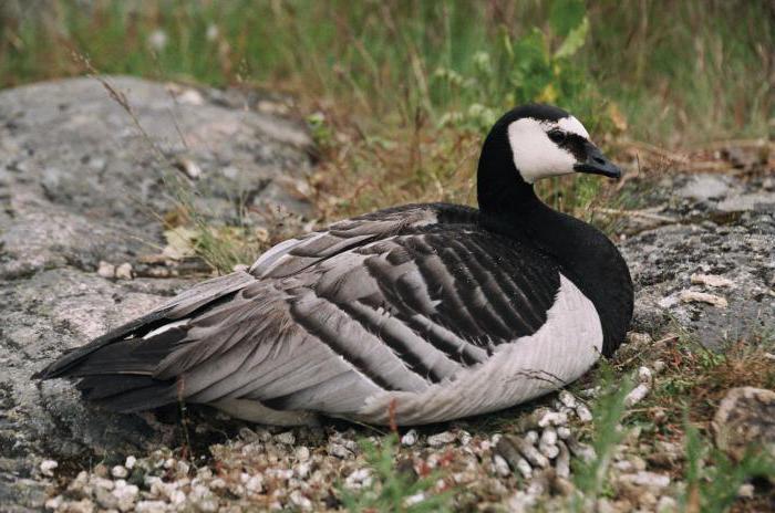 Barnacle Goose - en fågel från den röda boken