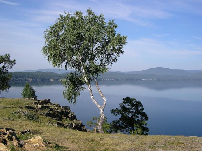 Björk furry: beskrivning med foto