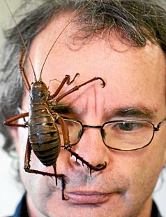Insektens rike: världens största gräshoppa