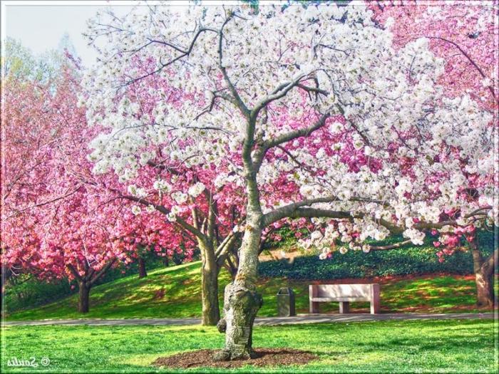 Vad är sakura och vad är det kärt för japanerna