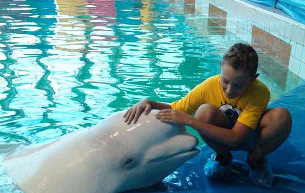 Dolphinarium i Rostov-på-Don: beskrivning, foto