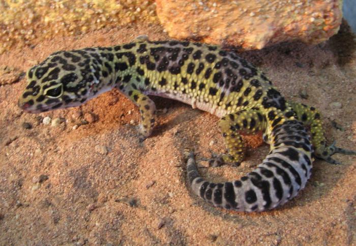 gecko spotted eublephar