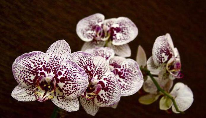 phalaenopsis orkidé där den växer