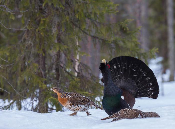 Vanlig Capercaillie: foto