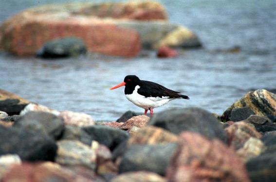 Naturreservat och nationalparker i Ryssland Kandalaksha 