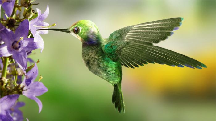 Hummingbirdens maximala hastighet när man tar hand om kvinnans svar