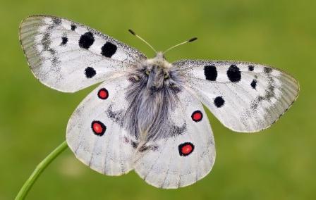 Vilka insekter i Rysslands Röda Bok behöver skydd