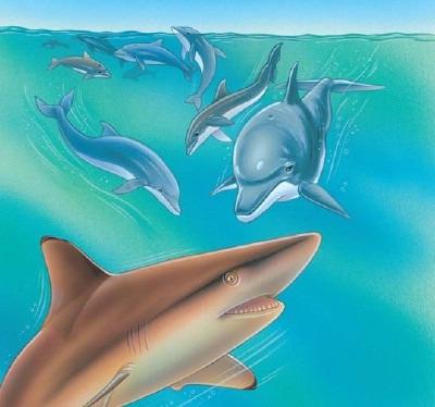Kollektiv mot singel? Varför är hajar rädda för delfiner?