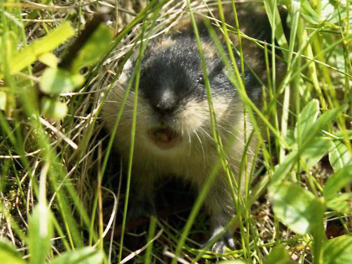 ungulat lemming livsmiljö 