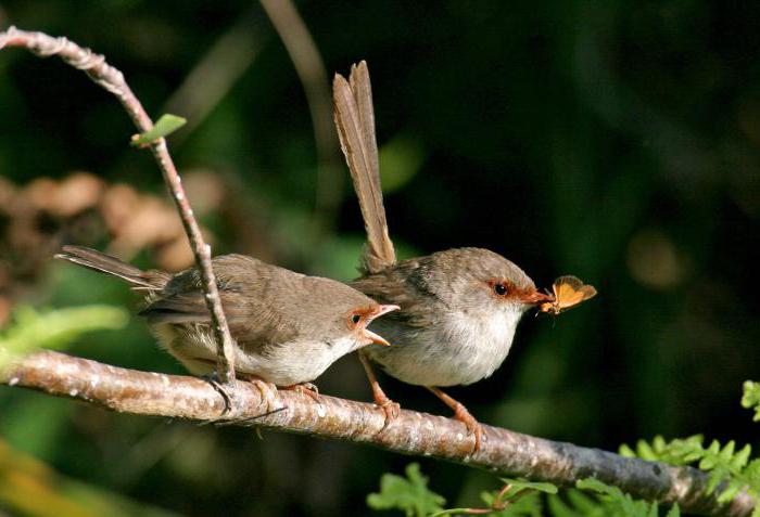 Wren - en fågel med en sonorös röst. Utseende och beteende av wren