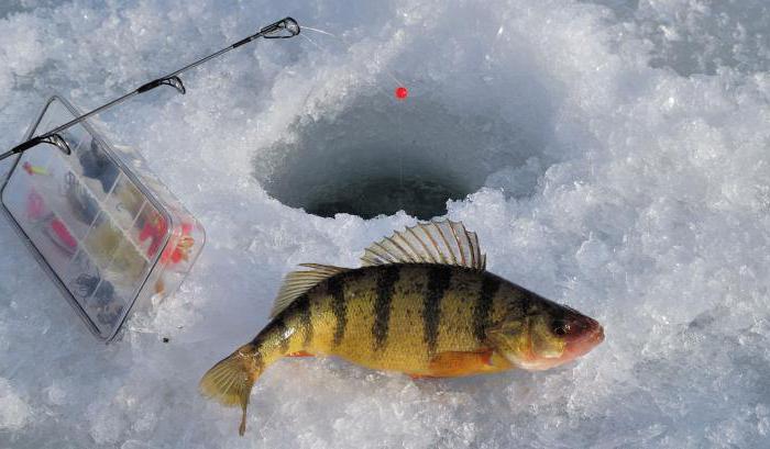 fiske på Kubensky sjön