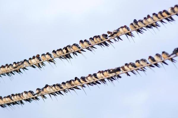 swallow, flyttfågel