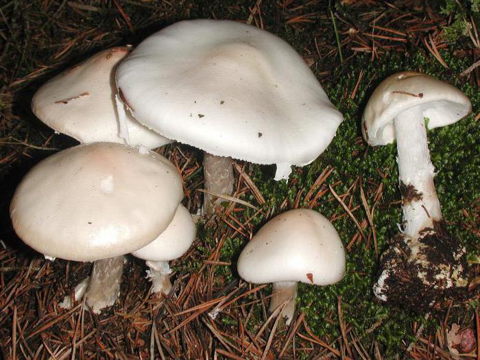 Amanita: illaluktande: utseende, fara och särdrag