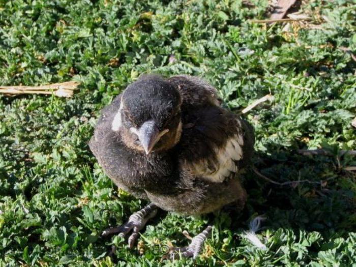 nestling magpie