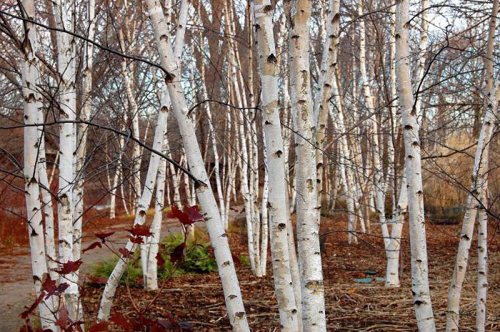 Grove är ett separat skogsområde