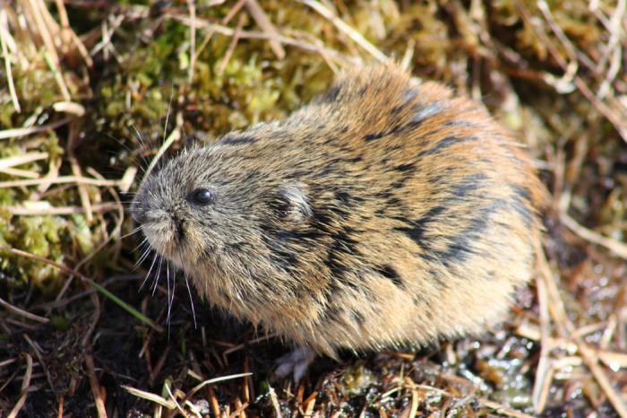 Siberian Lemming: beskrivning, reproduktion, näring