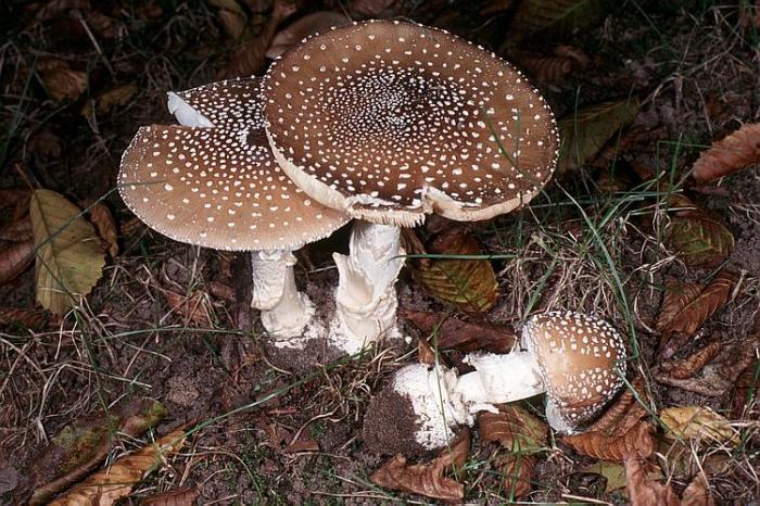 panther fly agaric