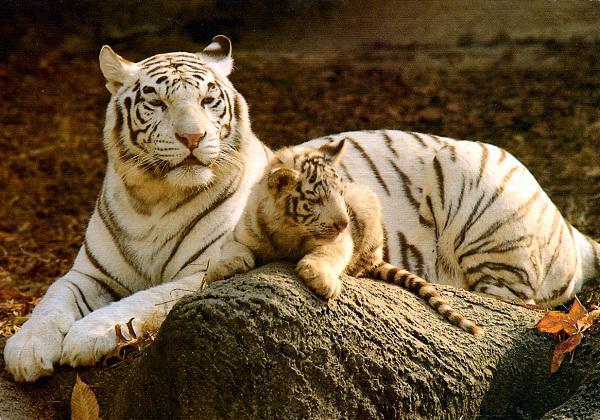 White Tiger Animal