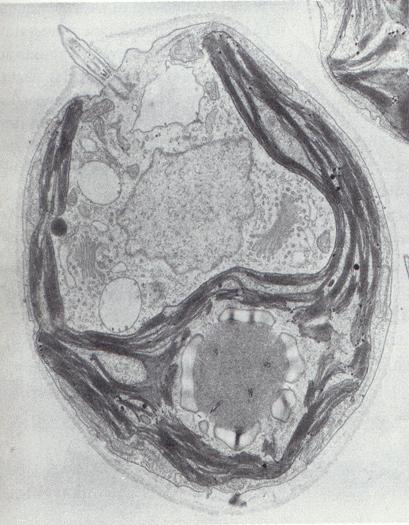 Eukaryot cell