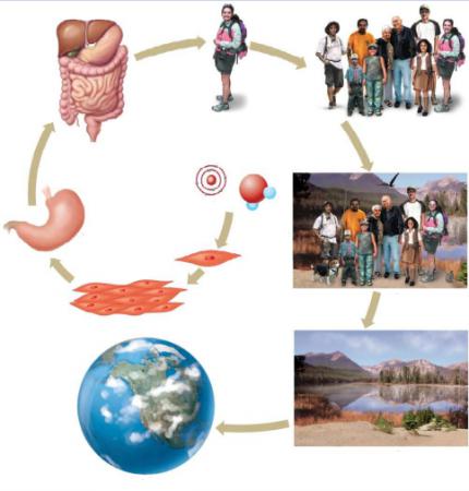 självreglering i biologi är