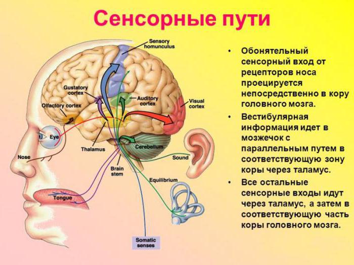 olfaktoriska receptorer uppfattar