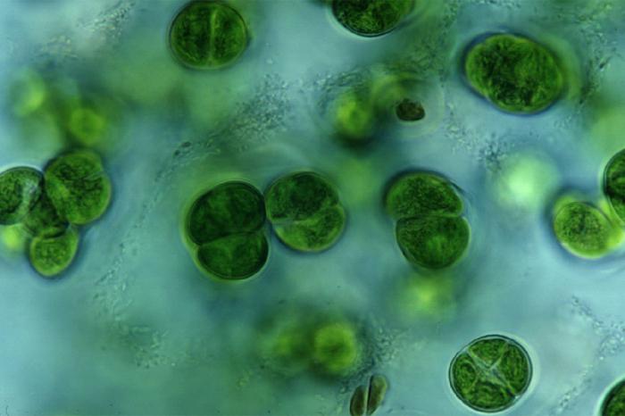 alger strukturella egenskaper