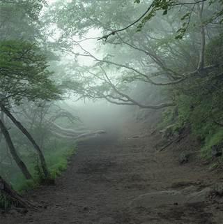 Fuji Forest