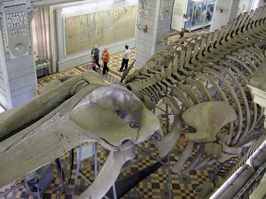 St Petersburg. Zoologiska museet. Skapelsens historia. Utställningar. Öppettider