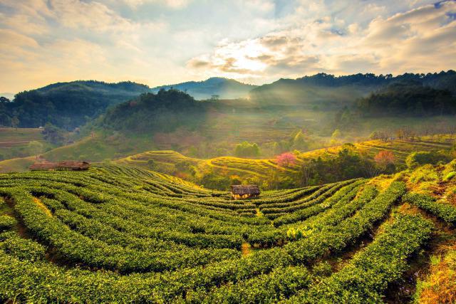 Western Ghats - en unik pärla av Hindustan