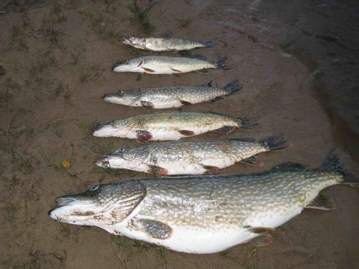 Fiske i Ladoga sjön sommar och vinter