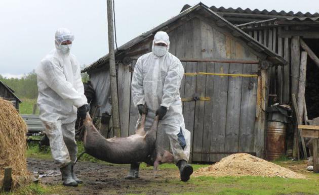 Afrikansk svinpest: en fara för människor. Beskrivning av sjukdomen, symtomen och behandlingen